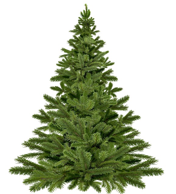 christmas tree 1792267 640