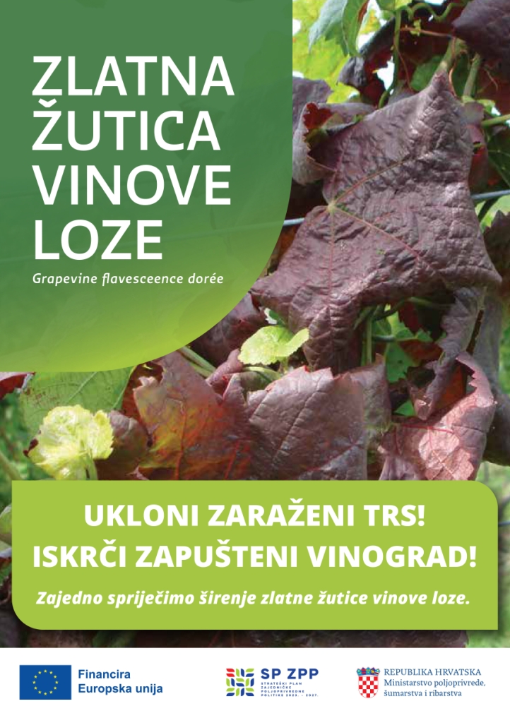 Zlatna zutica vinove loze letak page 0001